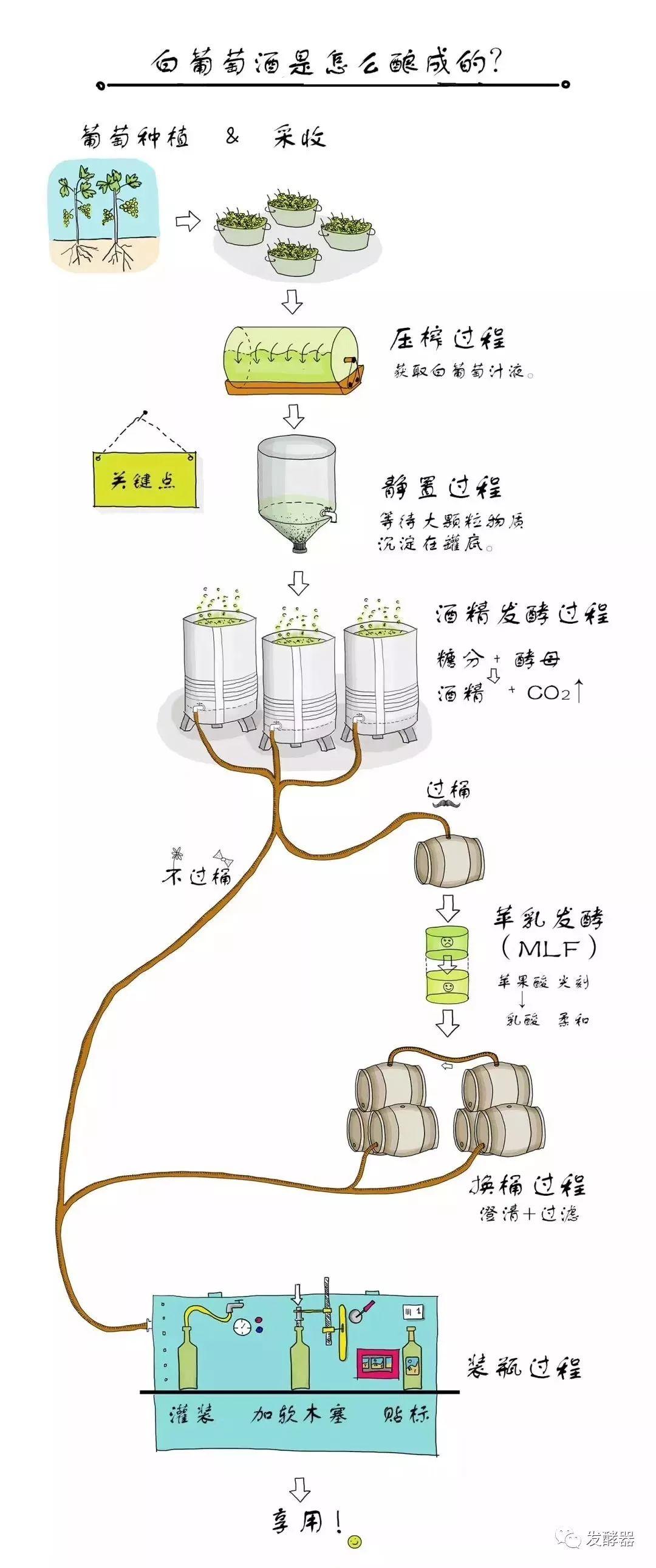 小学堂 I 一瓶白葡萄酒的诞生过程